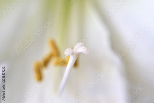 Foto close-up of an amaryllis pistil