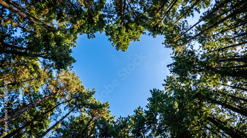 Low Angle View of Pine Forest Trees Forming a Natural Heart Shape Against a Bright Clear Blue Sky