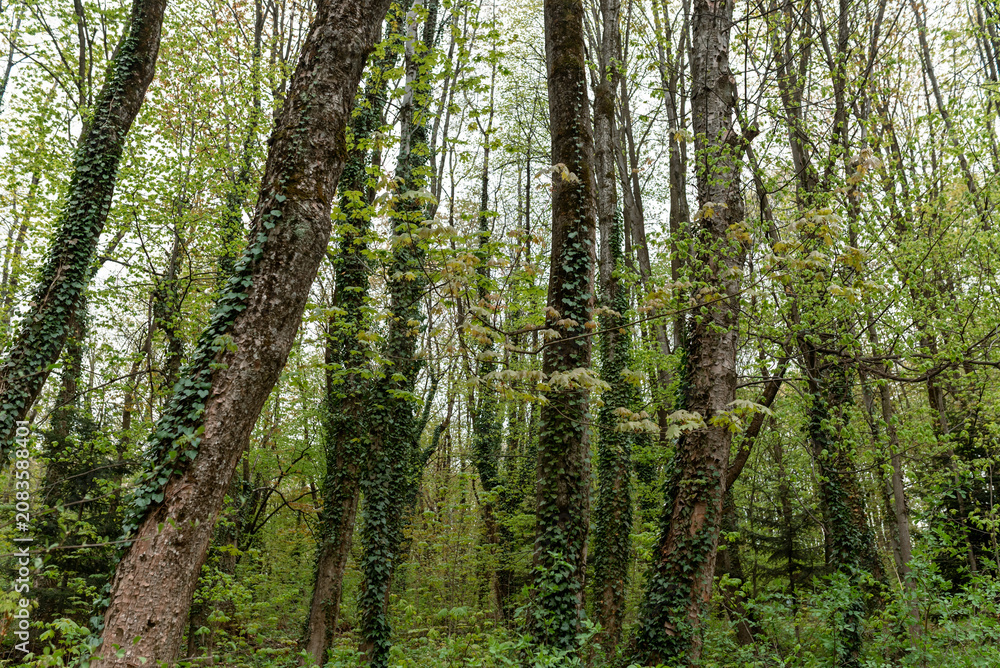 Fototapeta premium Green moss growing on tree trunk in spring forest