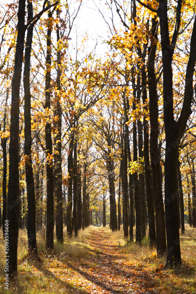 Fototapeta premium Oak grove pathway in open air Memorial Museum of Heroic Defense of Odessa 411th Coastal Battery Park, Ukraine. Sunlit autumn forest trail with golden foliage. Travel, nature background, copy space.