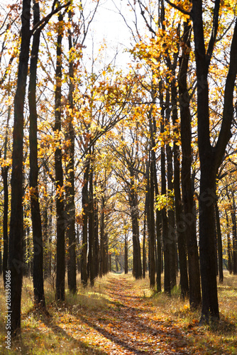 Oak grove pathway in open air Memorial Museum of Heroic Defense of Odessa 411th Coastal Battery Park, Ukraine. Sunlit autumn forest trail with golden foliage. Travel, nature background, copy space.