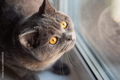 Bild auf Leinwand British Shorthair blue-grey cat sitting on a windowsill
