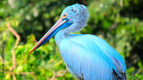 Bild auf Leinwand A portrait of a pelican with a distinctive blue beak.