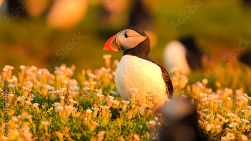 фотографія An Atlantic puffin standing among small white flowers.
