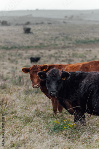 Angus cattle farm in the pampas