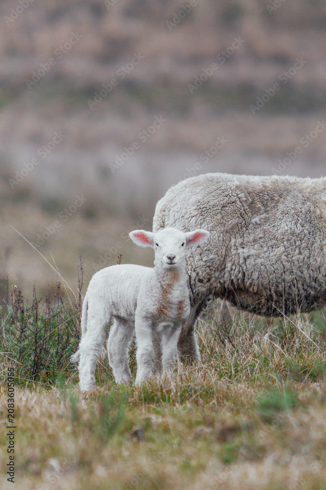 Naklejka premium sheep on a farm