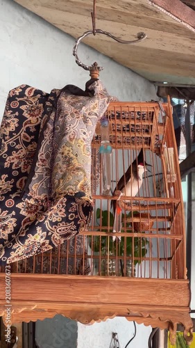 Crested songbird perched inside ornate wooden cage with draped paisley cloth, crest raised, beak open, showing alert vocalizing posture under soft diffused daylight