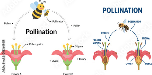 Photos Pollination Process Diagram with Bee, Flowers and Labeled Parts, Educational Bot