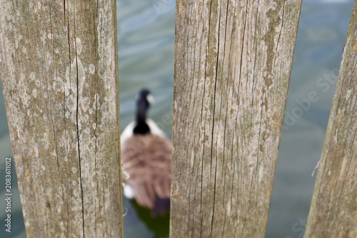 Photography bird Canadian goose behind the fence