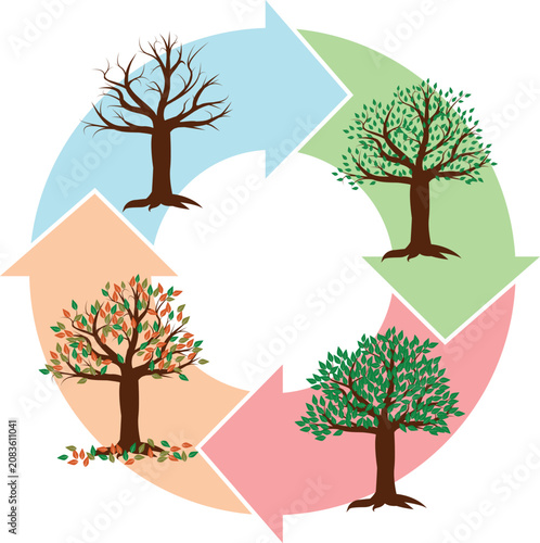 Four Seasons Tree Life Cycle with Circular Arrow Diagram Vector Illustration