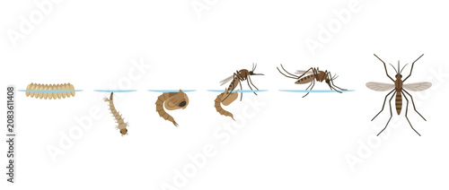 Canvastavla Mosquito Life Cycle: Egg, Larva, Pupa, Adult Stages in Water