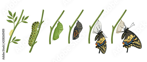 Tableau sur toile Butterfly Life Cycle: Eggs, Caterpillar, Pupa, Chrysalis, Emergence, Adult