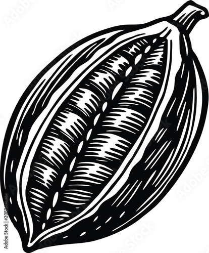 cocoa pod engraved botanical vector illustration design