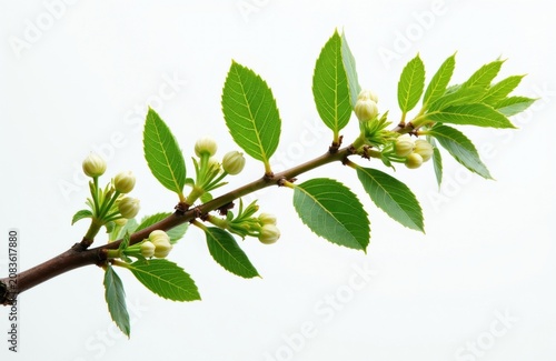 Rowan branch with green leaves and white buds. Fresh plant isolated on white background. Spring awakening natural detail. New growth on tree.