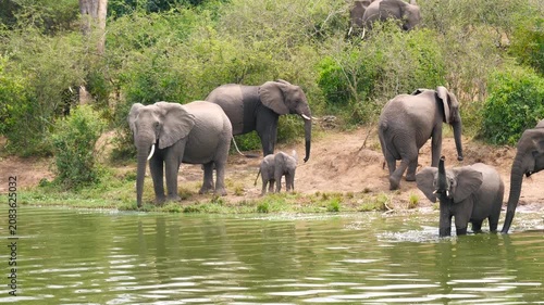 Majestic herd of african elephants with calves gathered at riverbank. Animals drinking and playing in water. Natural behavior in wild of lush savanna jungle. River safari in africa national reserve