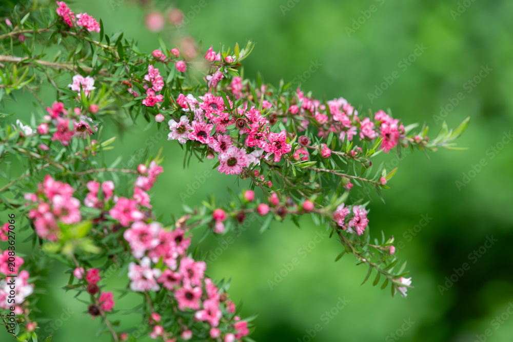 Obraz premium Close up of manuka (leptospermum scoparium) flowers in bloom