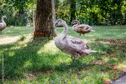 Obraz na plátně Juvenile swans resting on green grass in a peaceful park