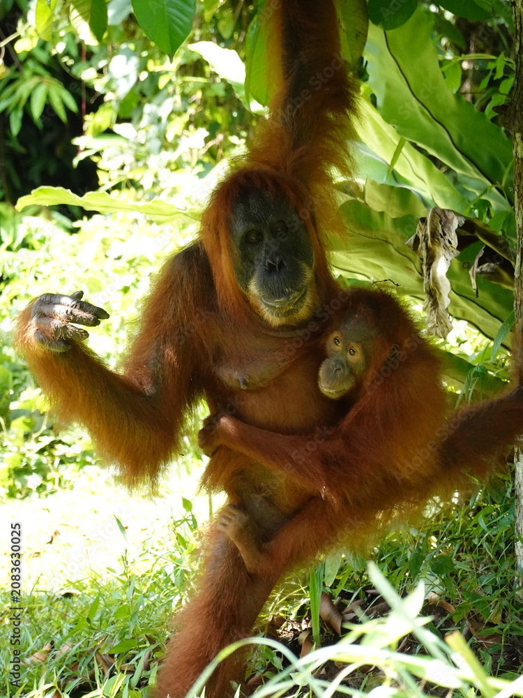 Obraz premium Orangutan Mother with Baby in Bukit Lawang Rainforest Indonesia
