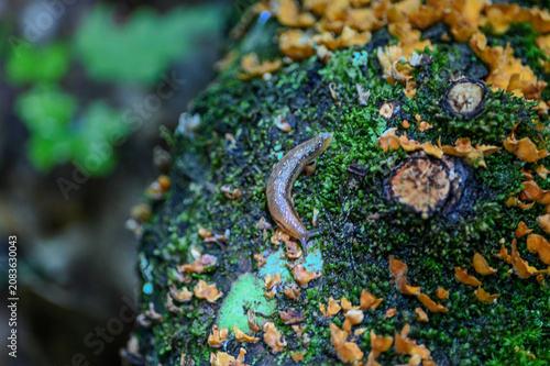 Tablou pe pânză orange crust fungus growing on a mossy log with a slug