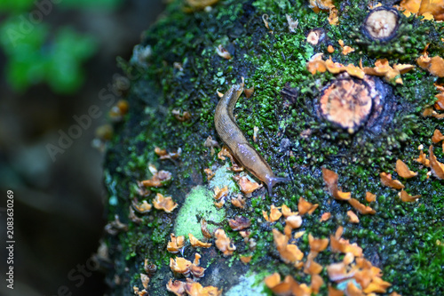 Canvas-taulu orange crust fungus growing on a mossy log with a slug