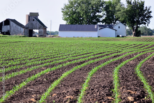 A corn crop (zea mays), begins its emergence in neatly planted rows on a farm in north central Illinois. 