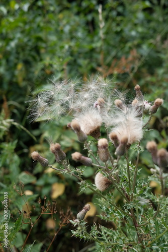 dispersing thistle seeds moment