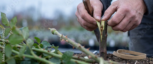 Gardener grafting rose bud onto rootstock with knife in nursery pot for plant propagation
