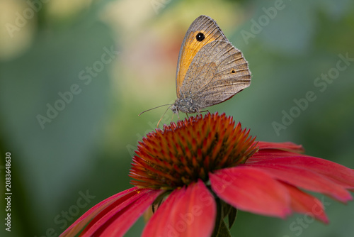 Papillon Myrtil