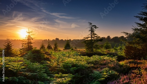 summer sunrise over woodland in the new forest near lyndhurst in hampshire england
