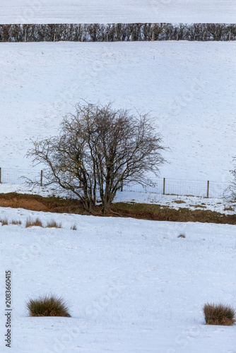 Snow landscape on permanent pasture