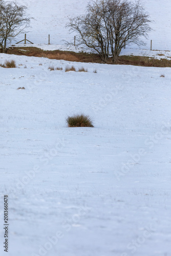 Snow landscape on permanent pasture