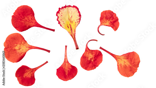 Quadro su tela Poinciana regia or Delonix regia flowers cut out and isolated on transparent background
