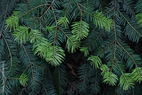 New “Spring Flush” of Douglas Fir, central Sierra Nevada Mountains 