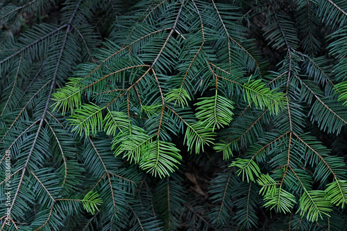 New bright green spring growth on Douglas Fir, Central Sierra Nevada Mountains, California 