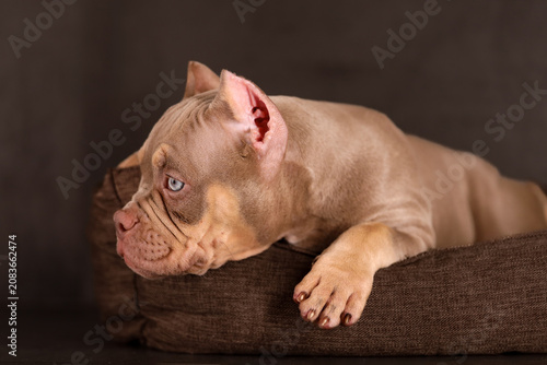Schilderij op canvas Studio portrait of a cute tan American Bully puppy lying on a brown cushion against a dark background