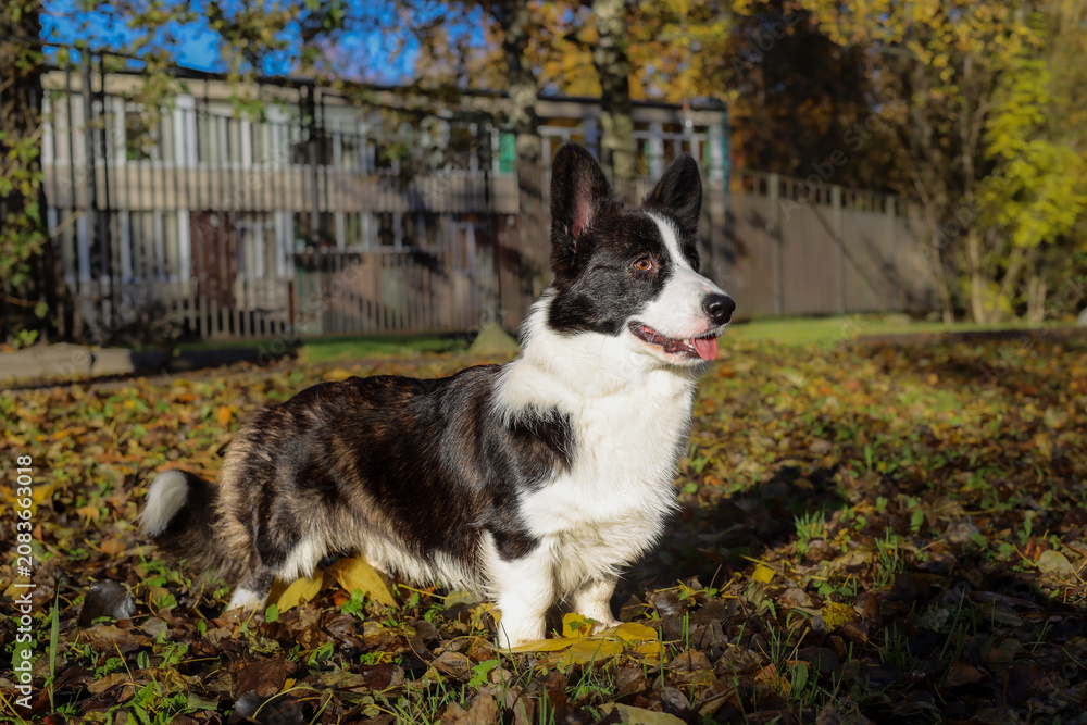 Obraz premium Full body profile of a fluffy black and white Cardigan Welsh Corgi standing among fallen autumn leaves in a sunny garden