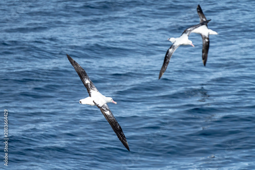 Obraz na płótnie Snowy albatrosses (Diomedea exulans) in flight above the South Atlantic Ocean, a