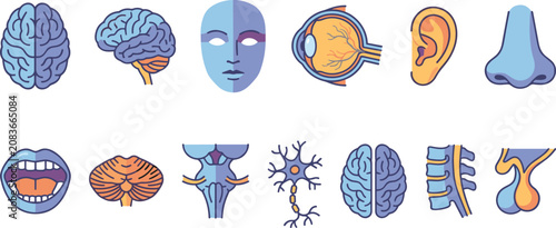 Fotografía A set of anatomical showing human brain, eye, ear, nose, mouth, cerebellum, nerv