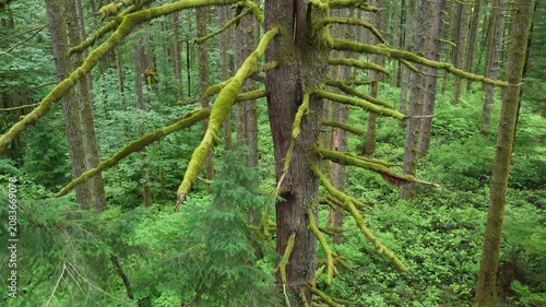 A picturesque forest thrives during summer in Oregon where large trees and rainfall are plentiful. The scenic Pacific Northwest is known for it vast expanses of forest, mountains, and rivers.