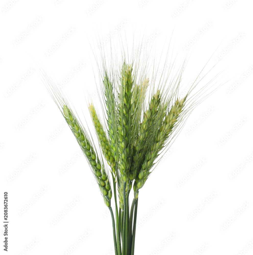 Fototapeta premium Bunch of green wheat spikes isolated on white