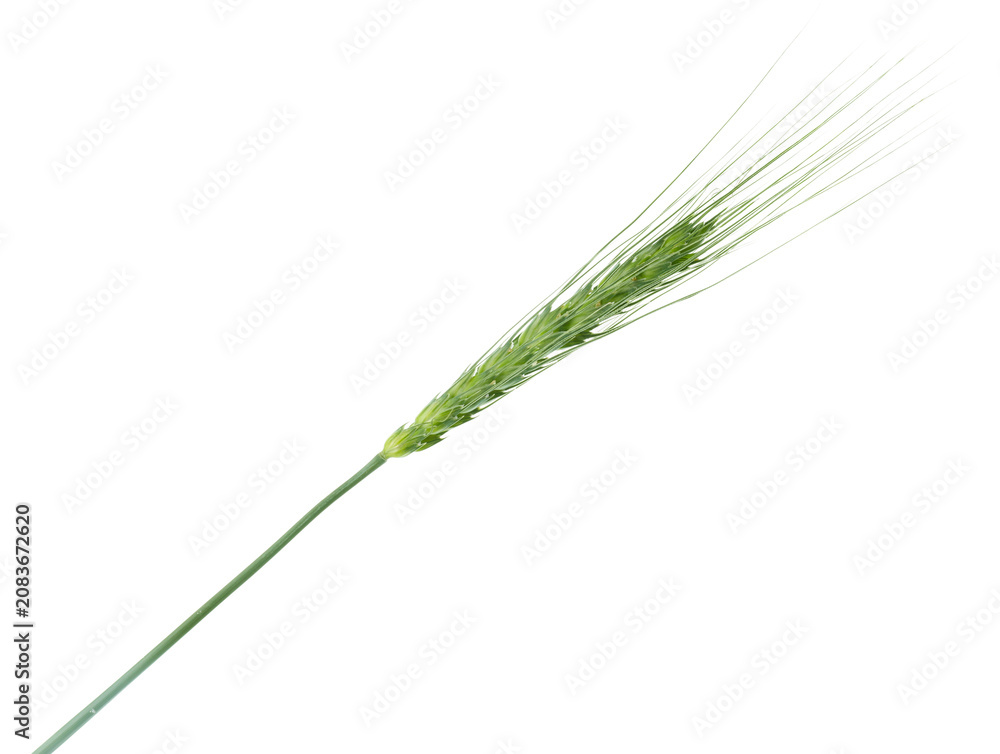 Fototapeta premium One green wheat spike isolated on white