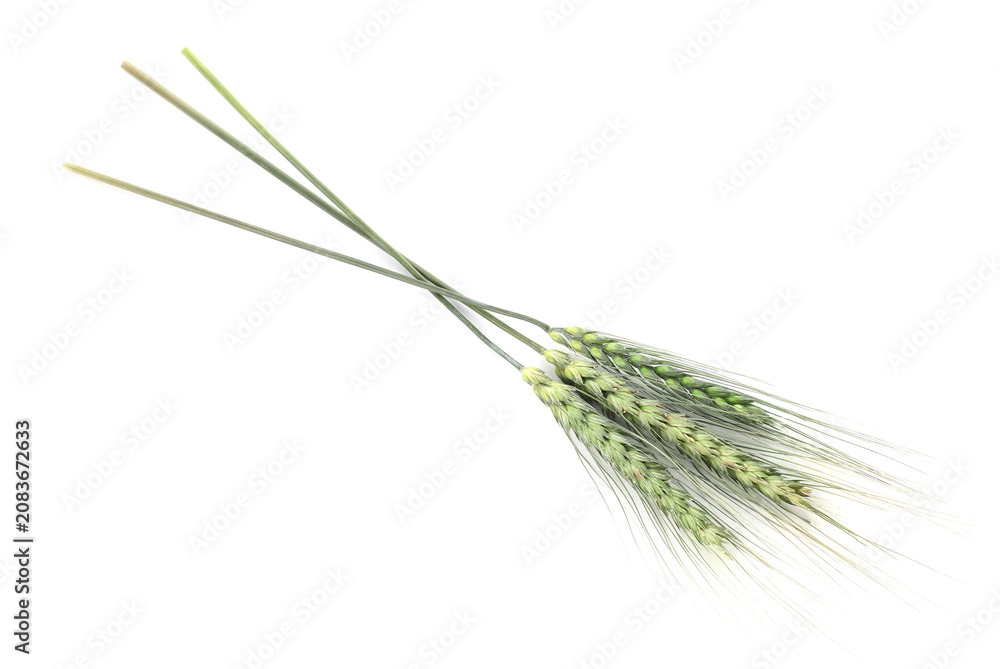 Fototapeta premium Three green wheat spikes isolated on white, top view