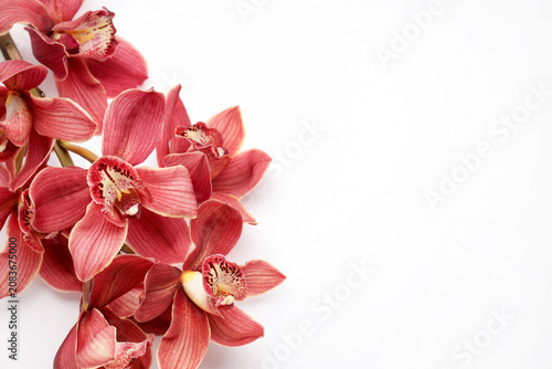 Fotografía Beautiful cymbidium flowers on white background, closeup