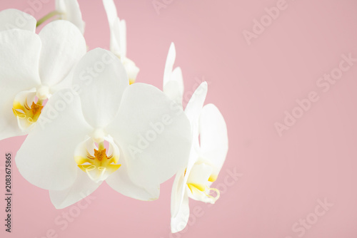 Beautiful orchid flowers on pink background, closeup. Space for text
