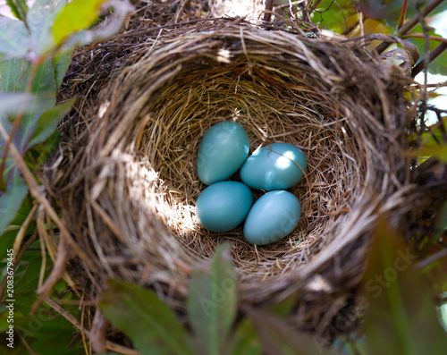 Tableau sur toile Bird nest with blue eggs from Robbin