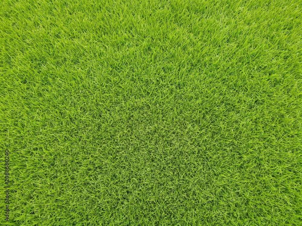 Fototapeta premium Lush, vibrant green grass texture from a top-down perspective, showing dense blades of a healthy lawn or field.