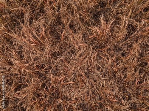 Close-up aerial view of dry, brown, and reddish-brown tall grass or reeds creating a natural textured background.