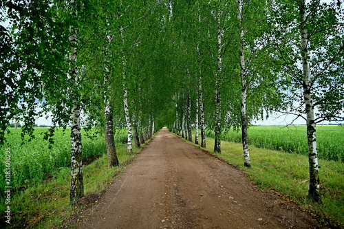 Birch alley