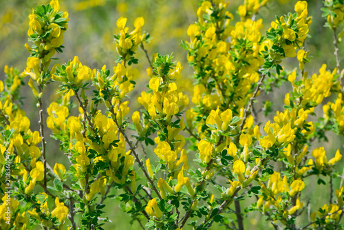 Bild auf Leinwand Chamaecytisus ratisbonensis