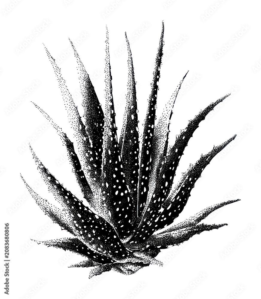 Fototapeta premium PNG Black and white agave plant illustration with dotted texture